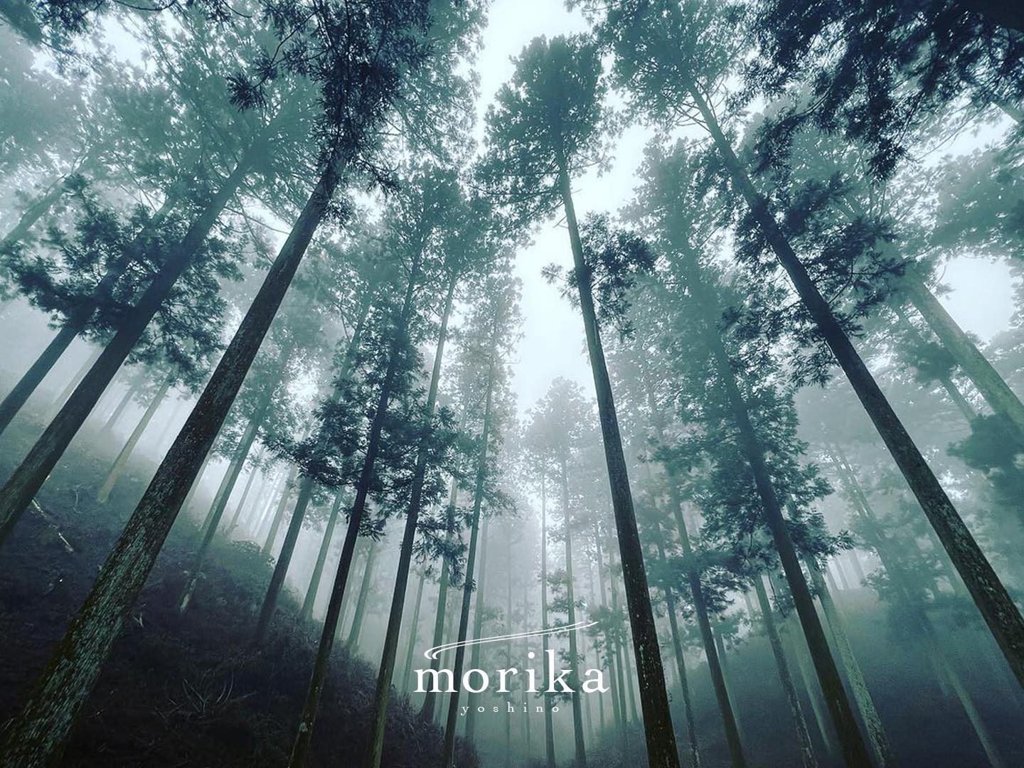 霧に包まれた森林とmorikaのロゴ