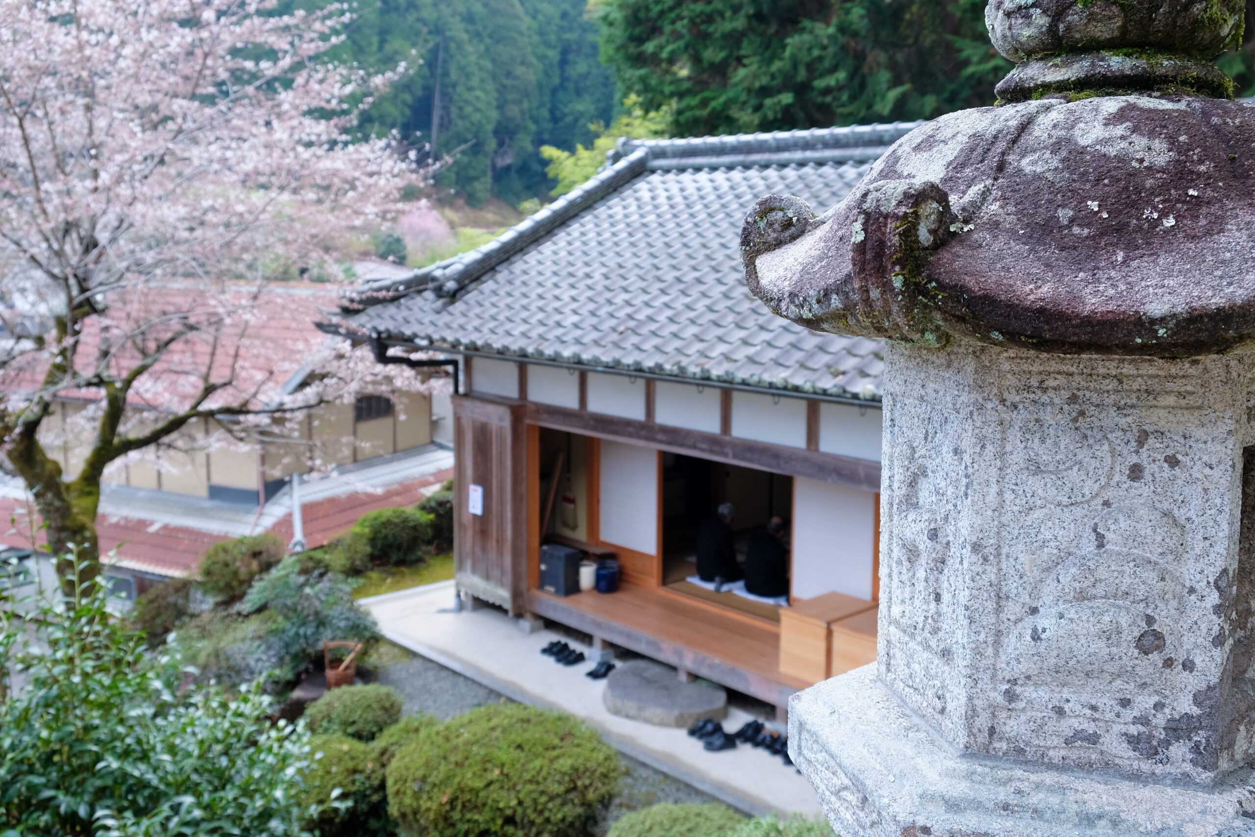 桜の咲く境内の石灯籠と建物