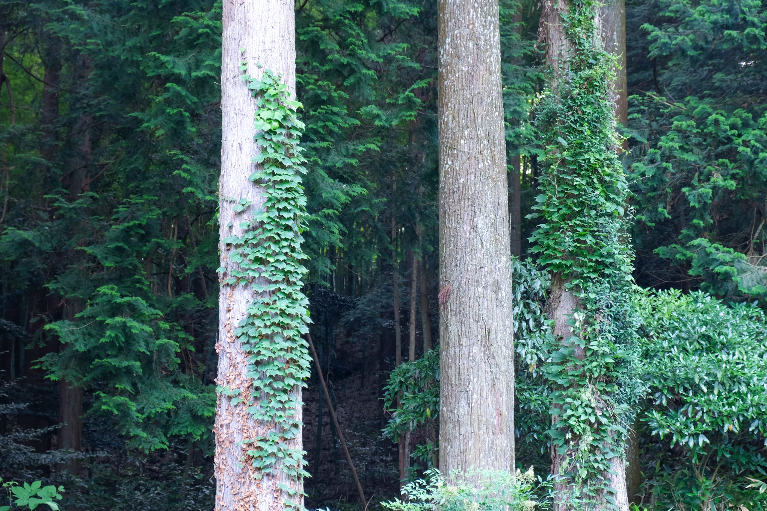 つる植物が絡まる木の幹と深い緑の森